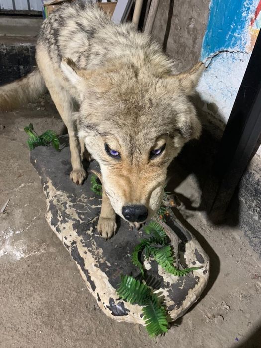 Продаю Чучела волка