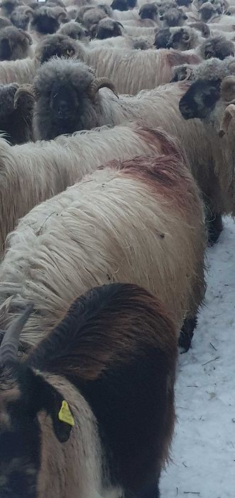 Vand 2 berbeci bucălăi