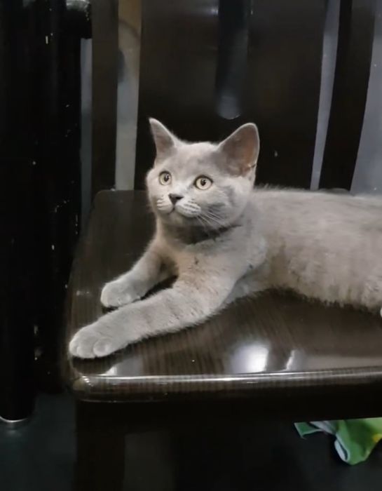 Шотландские мальчики 3мес