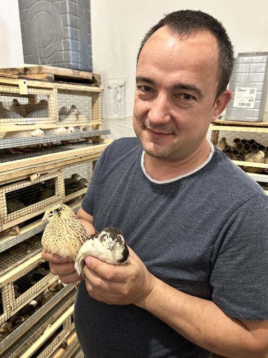 Ouă de prepeliță proaspete – pentru consum