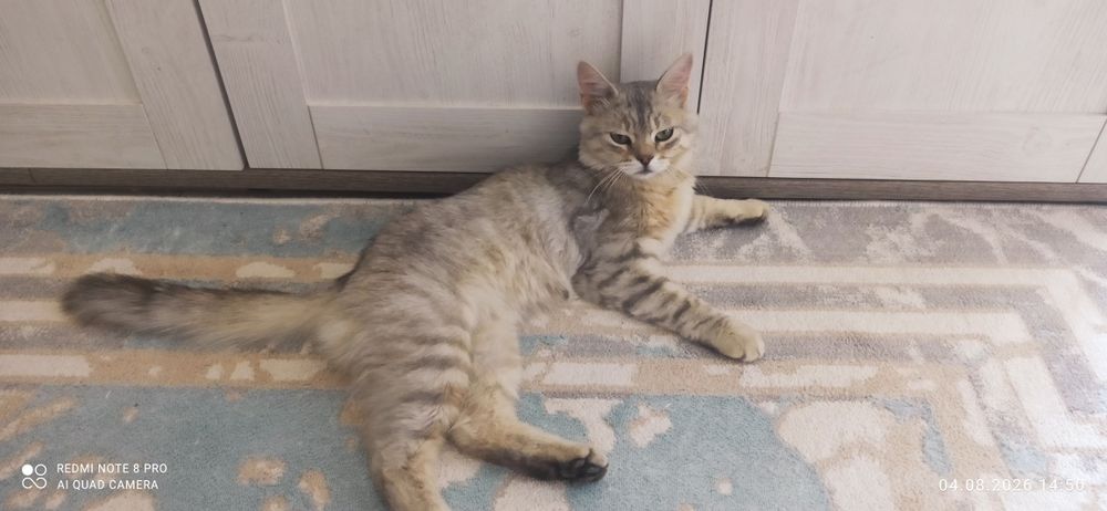 Кот Сибирский метис