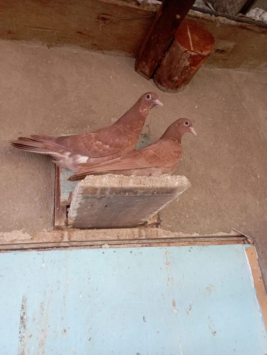 Голуби бакинские высоколетные