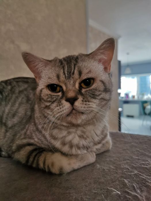 Отдам кошку даром Шотландия