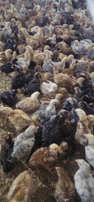 Ferma pui albi de carne si pui rasa mixta