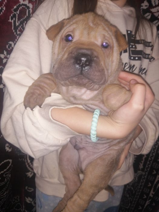 Шарпейчики бронь