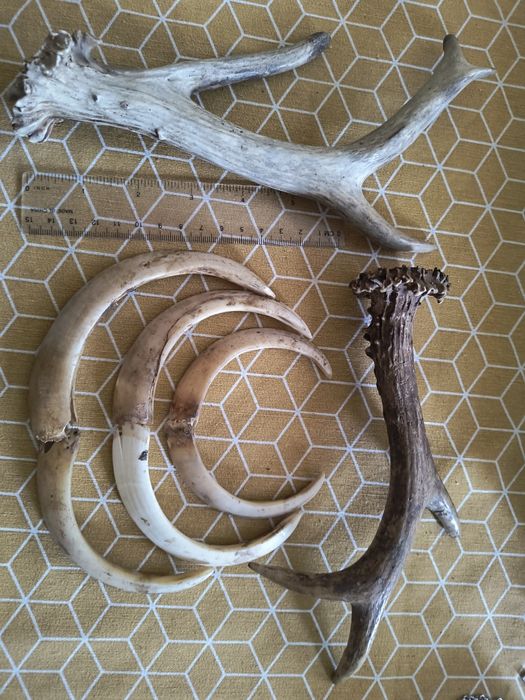 Рогчета сръндак две бройки