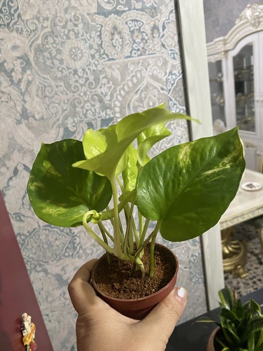 Сциндаптус продаю излишки растения. От 30тыс.сум. Возможен обмен.