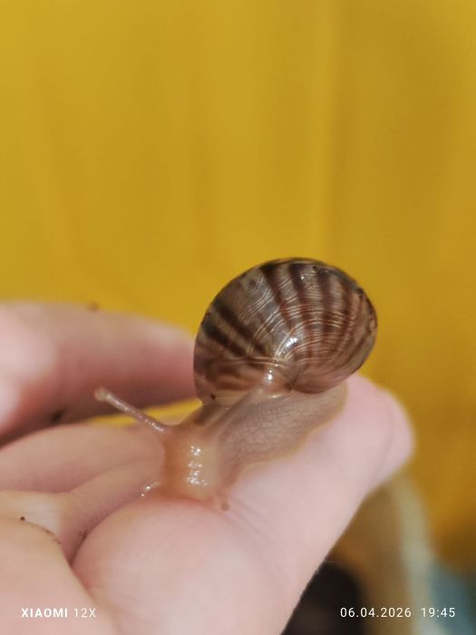 Улитки сухопутные Ахатины