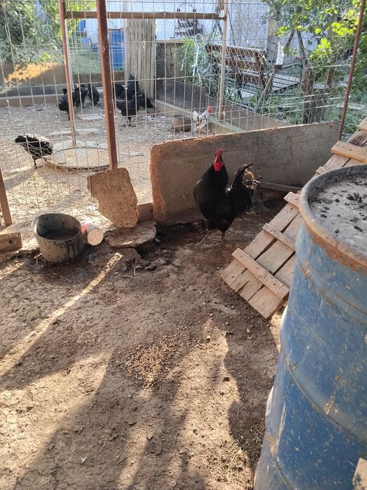 Vind 2 cocoși austrolop virată 1 an