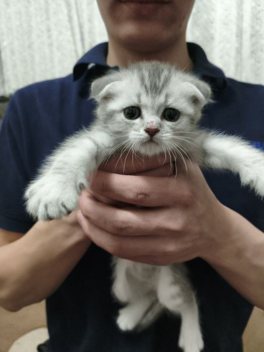 Кот.котята.шотланский