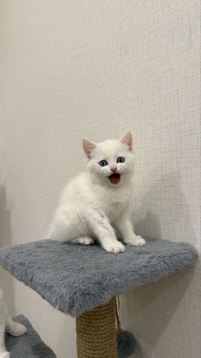 Британские котята