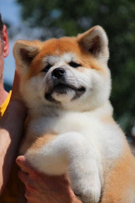 Akita Inu de vanzare deosebit de frumos,baietel/transport