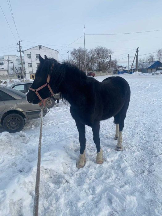 Жеребец 3.5 гола