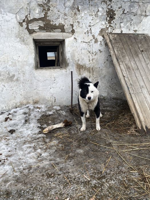 Продам двух лайек