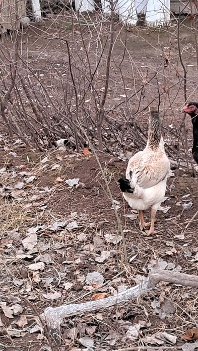 Dakan Makyon 1 tulak