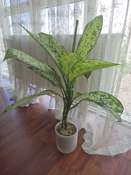 Сортовая диффенбахия Prea