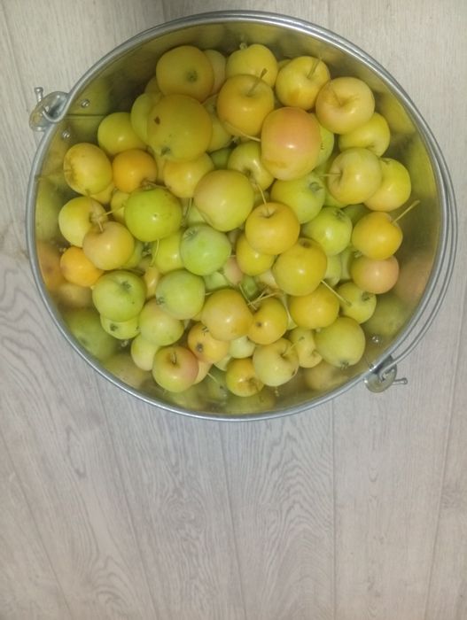 Продам яблоки уралка