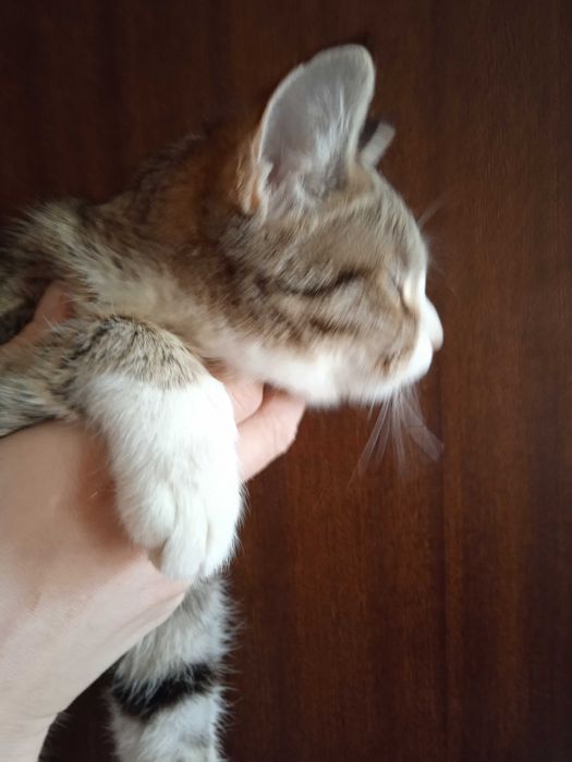 Красивая кошечка Луна - 6 месяцев.