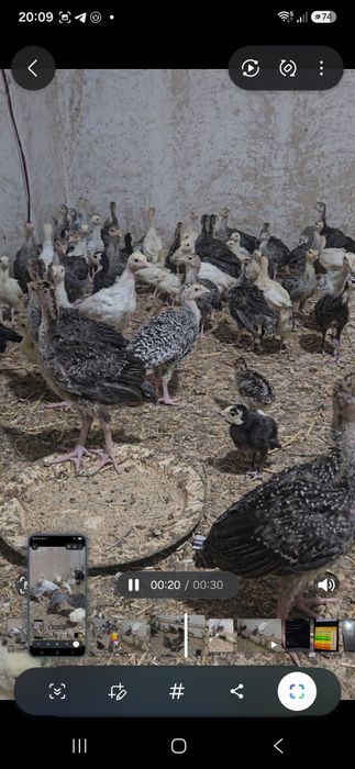 Курка жужалари сотилади