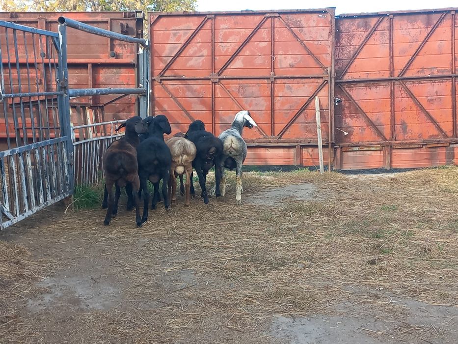 Кошкары на племя.