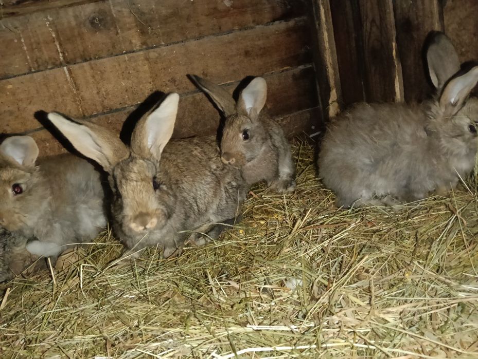 Iepuraș de vânzare