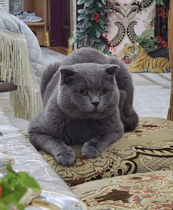 scottish fold sotiladi