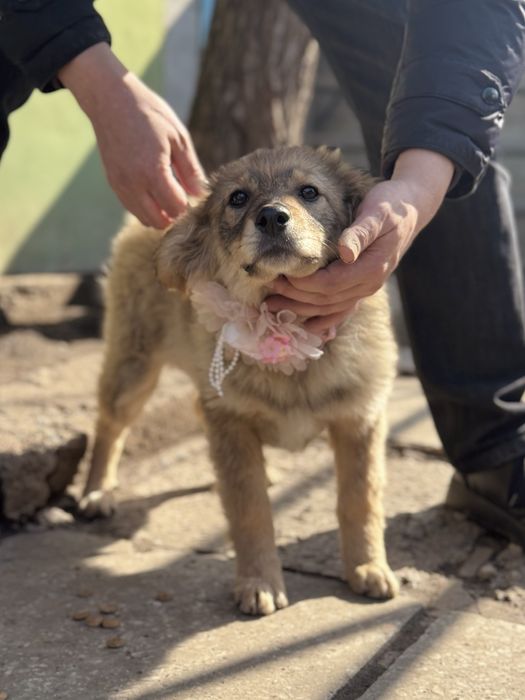Привитые щенки ищут дом