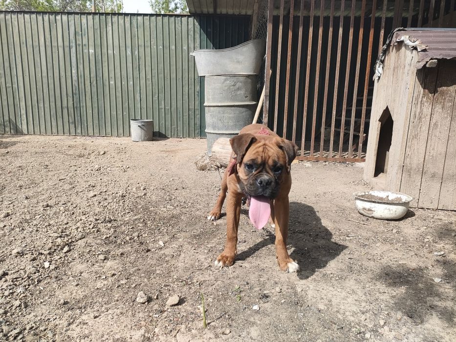 Американский Баксер самка