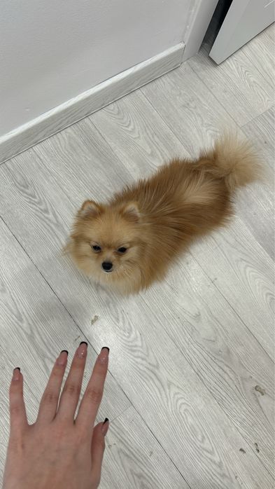Шпиц померанский продаеться