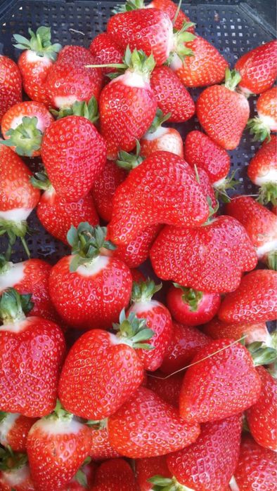 Разсад ягоди Азия, Клауди, Ароза – силен разсад, евтино 0.25 €