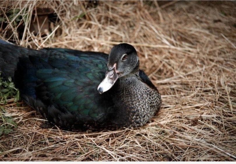 Intautka/indoutka/indutka