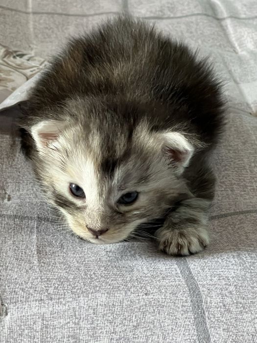 Мейн кун котята Maine coon