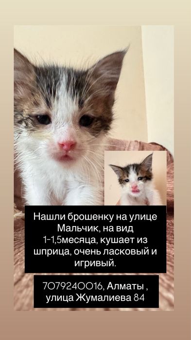 Котенок 1,5 месяца