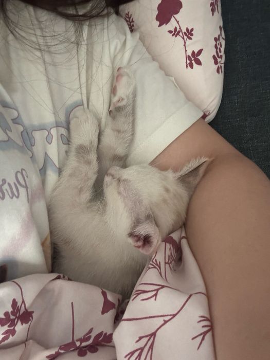 Котёнок девочка  в добрые руки