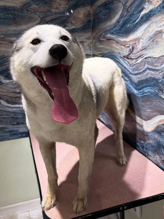 Ищем дом для малышки