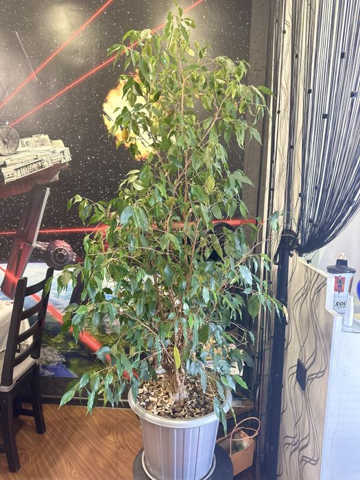 Продам фикус Бенджамино