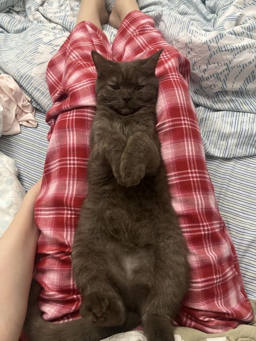 Отдам кошку в добрые руки