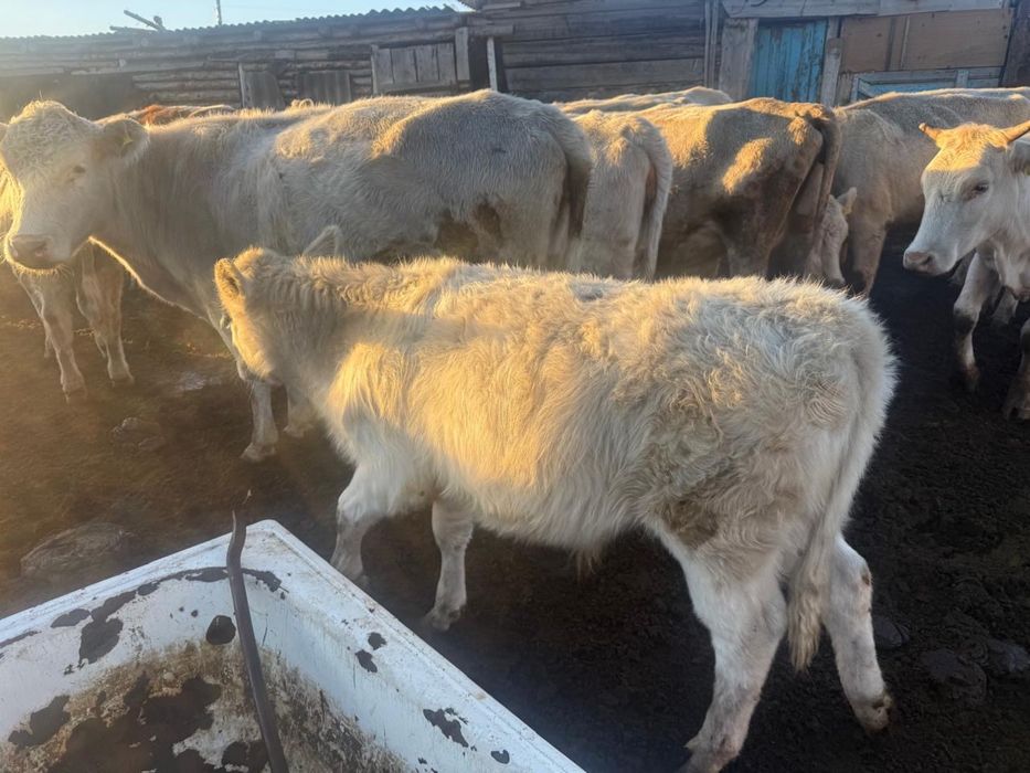 Продам бычков Аулиекольской породы