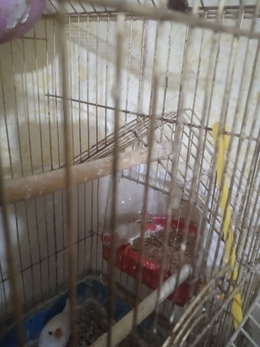 Продам птиц,разных пород,парами