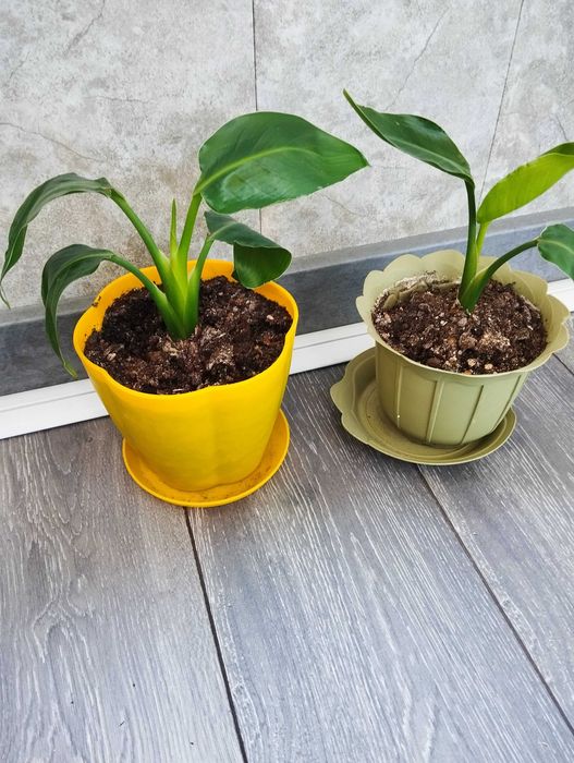 Ананас,стрелиция,хамедорея