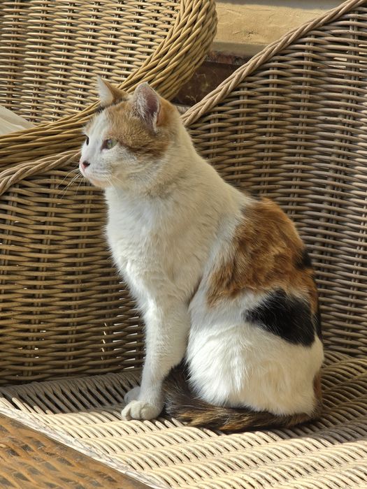 Домашняя кошка. Отдам даром.