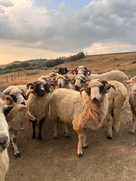 Berbeci turcani si Ile de France