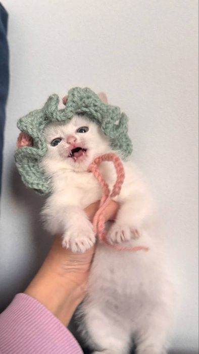 Котенок в добрые руки