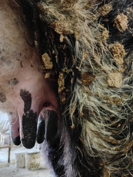 Қара Шимай ЕРКЕК  бұзаулы Қашар