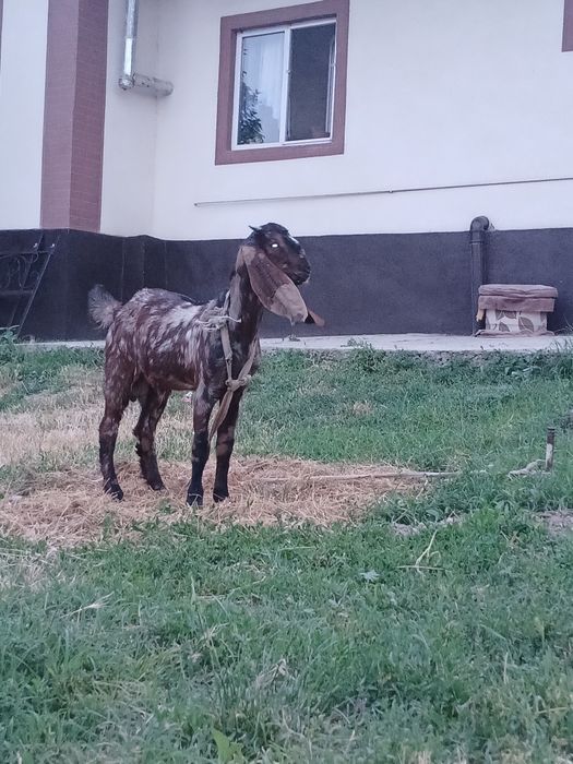 Камори Ешкы сатылады теке