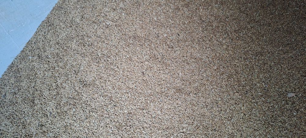 Orz și balot de vanzare