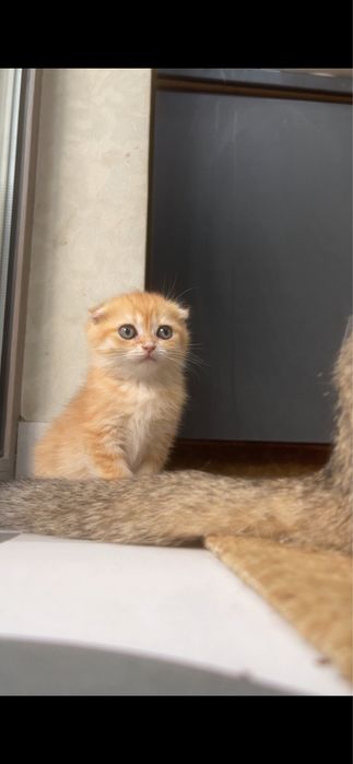 zalataya shinshilla mushukcha qiz bola ny12 tabby fold