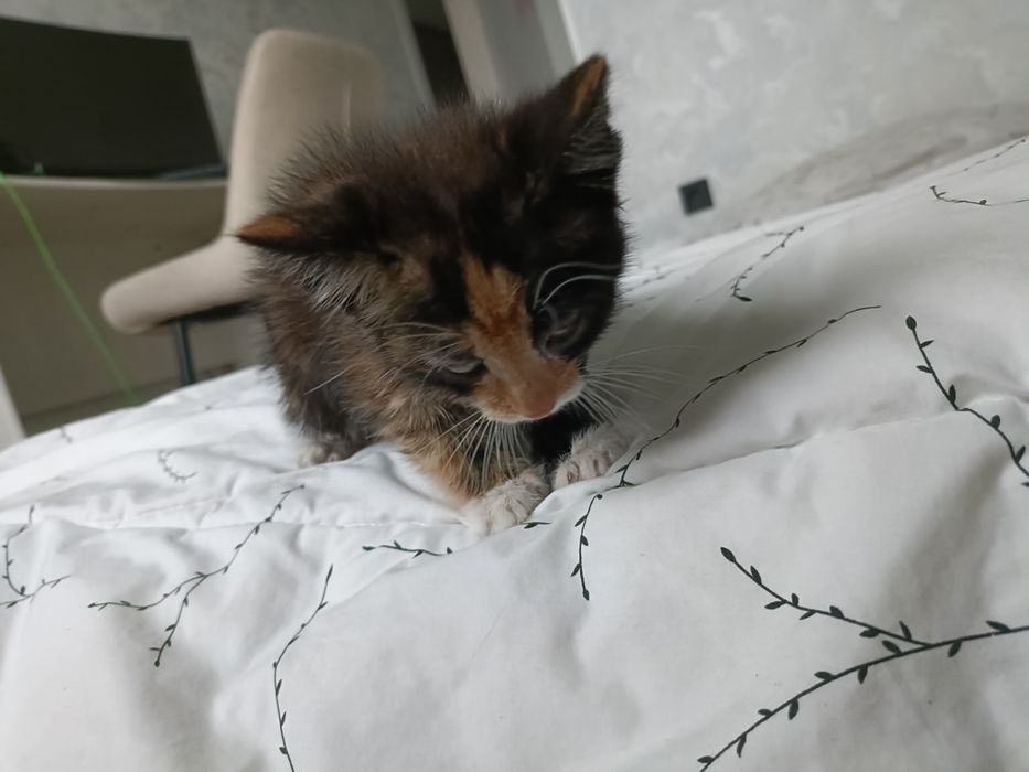 Отдам маленького котенка 1 месец девочка