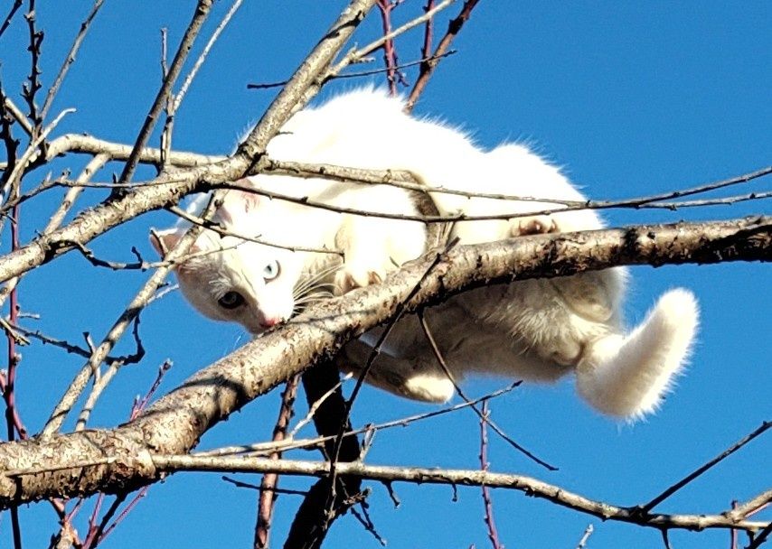 Бели котенца, сини очи, зелени очи,7 мес.Британска късокосместа