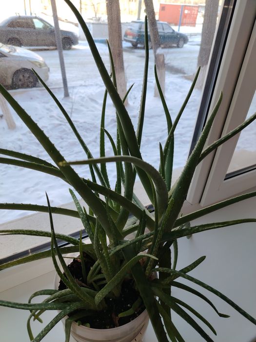 Алоэ сатылады продаётся